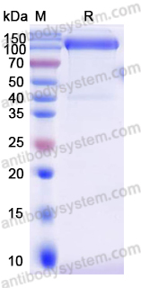 Recombinant RD114 retrovirus env/Envelope glycoprotein Protein, C-Fc