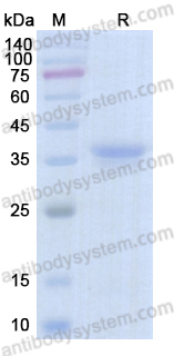 Recombinant Senecavirus A Genome polyprotein VP2 Protein, C-His