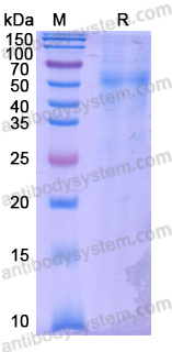 Recombinant HHV2/HSV2 US8/Envelope glycoprotein E Protein, C-His