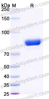 Recombinant Cynomolgus monkey CD304/NRP1 Protein, C-His