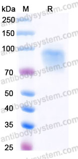 Recombinant Rhesus monkey CD170/SIGLEC5 Protein, C-His