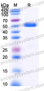 Recombinant Cynomolgus monkey CD355/CRTAM Protein, C-His