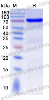 Native Monkey ALB/Albumin Protein