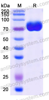 Recombinant Cynomolgus monkey CD115/CSF1R Protein, C-Fc