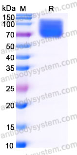 Recombinant Rhesus monkey CD19 Protein, C-Fc
