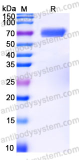 Recombinant Rhesus monkey CD120b/TNFR2 Protein, C-Fc