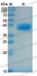 Recombinant Rhesus monkey CD120b/TNFR2 Protein, C-His