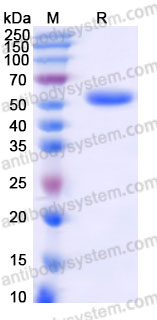 Recombinant Cynomolgus monkey CD40/TNFRSF5 Protein, C-Fc