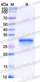 Recombinant Cynomolgus monkey CD40/TNFRSF5 Protein, C-His