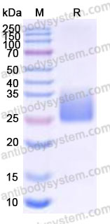 Recombinant Cynomolgus monkey CD314/KLRK1/NKG2D Protein, N-His