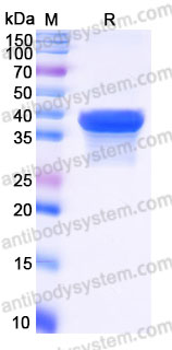 Recombinant Rhesus monkey CD27 Protein, C-His