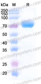 Recombinant Cynomolgus monkey CD38/ADPRC 1 Protein, C-Fc