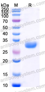 Recombinant Cynomolgus monkey CD30/TNFRSF8 Protein, C-His