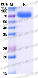 Recombinant Cynomolgus monkey CD80/B7-1 Protein, C-Fc