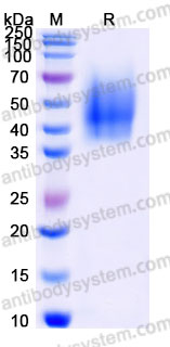 Recombinant Rhesus monkey CD66c/CEACAM6 Protein, C-His