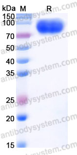 Recombinant Cynomolgus monkey CD86/B7-2 Protein, C-Fc