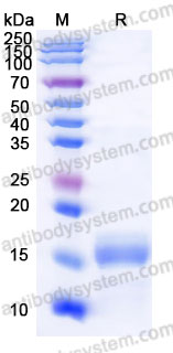 Recombinant Cynomolgus monkey CD269/BCMA Protein, C-His