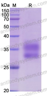 Recombinant Cynomolgus monkey CD137/4-1BB Protein, C-His