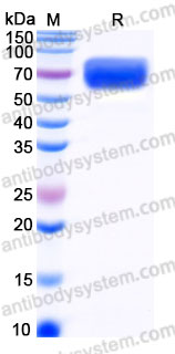Recombinant Rhesus monkey CD47/MER6 Protein, C-Fc