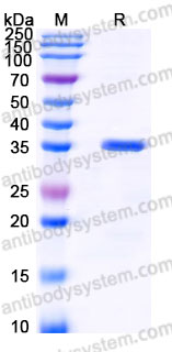 Recombinant Cynomolgus monkey CD85k/LILRB4/ILT3 Protein, C-His
