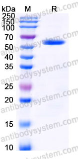 Recombinant Cynomolgus monkey CD85k/LILRB4/ILT3 Protein, C-Fc