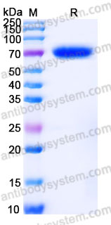 Recombinant Rhesus monkey CD85j/LILRB1/ILT2 Protein, C-His