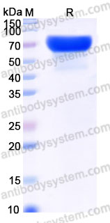 Recombinant Cynomolgus monkey CD366/HAVCR2/TIM-3 Protein, C-Fc