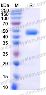 Recombinant Cynomolgus monkey CD112/Nectin-2/PVRL2 Protein, C-His