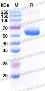 Recombinant Cynomolgus monkey CD270/HVEM Protein, C-Fc