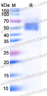Recombinant Cynomolgus monkey CD365/KIM-1/TIM-1 Protein, C-His