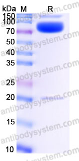 Recombinant Rhesus monkey CD273/PD-L2 Protein, C-Fc