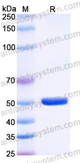 Recombinant Rhesus monkey CD257/BAFF/BLYS Protein, N-Fc