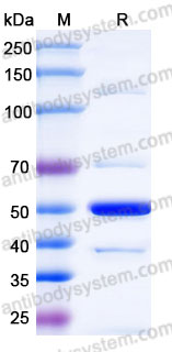 Recombinant Rhesus monkey CD278/ICOS Protein, C-Fc