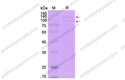 Recombinant Monkey ITGA2 & ITGB3 Protein, C-His-Strep