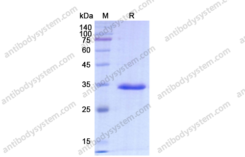 Recombinant Humicola lanuginosa LIP/Lipase Protein, C-His