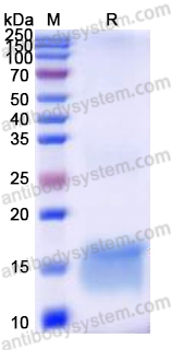 Recombinant Candida albicans CSA2 Protein, C-His