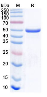 Recombinant Aspergillus fumigatus Asp f 22/enoA Protein, N-His