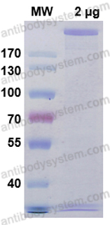 Recombinant Caenorhabditis elegans HECD-1 Protein, N-Strep