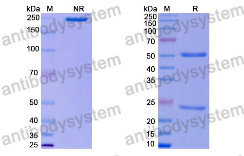 Feline IgG1 Isotype Control antibody (HyHEL-10)