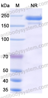 Canine IgG1, kappa Isotype Control antibody (HyHEL-10)