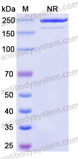 Canine IgG2, kappa Isotype Control antibody (HyHEL-10)