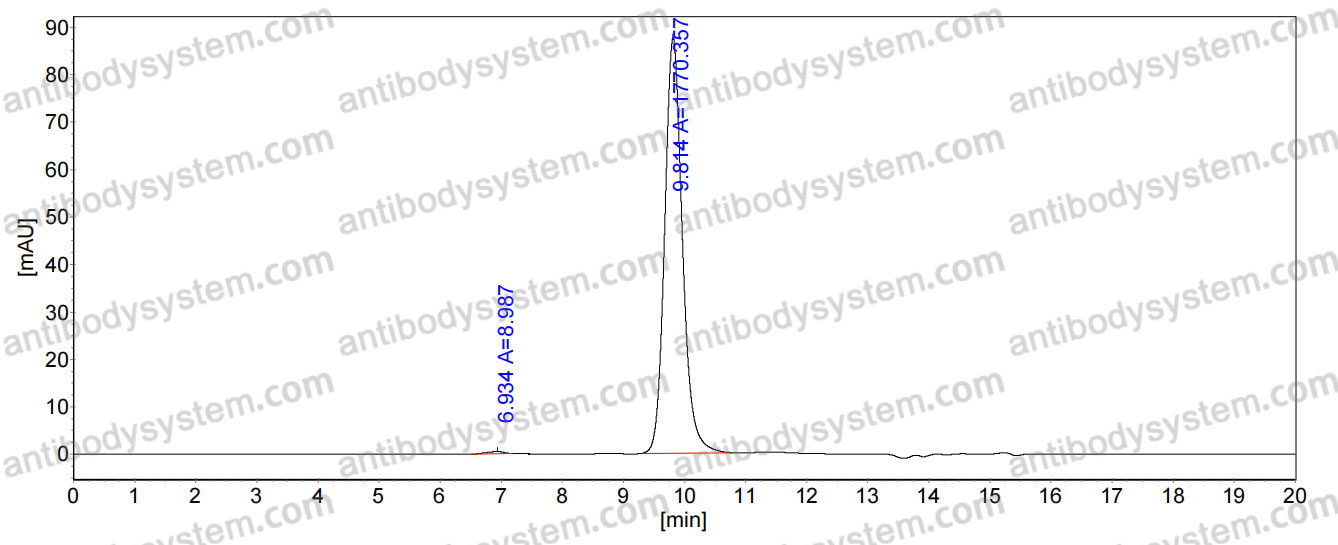 Anti-Human CYBB/NOX2 Antibody (SAA0847)