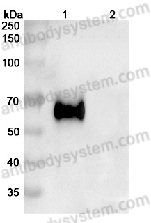 Anti-Human CD333/FGFR3 Antibody (B-701)