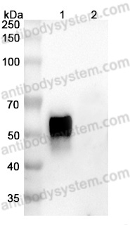 Anti-Human CD123/IL3RA Antibody (SAA0045)