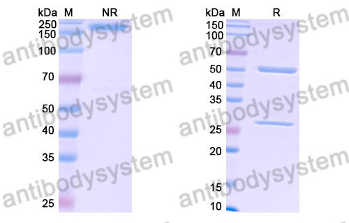 Human IgA Isotype Control Antibody (10987#）