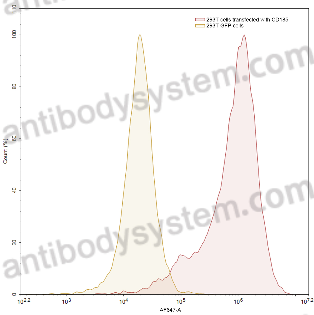 Anti-Human CD185/CXCR5 Antibody (16D7)