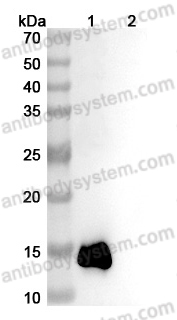 Anti-Human IL13 Antibody (SAA0383)