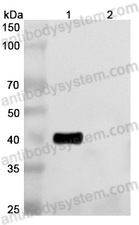 Anti-Human CD134/TNFRSF4/OX40 Antibody (SAA0052)