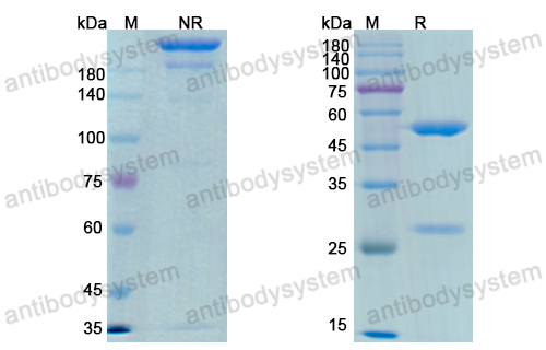 Anti-Human CD49a/ITGA1 Antibody (AQC2)