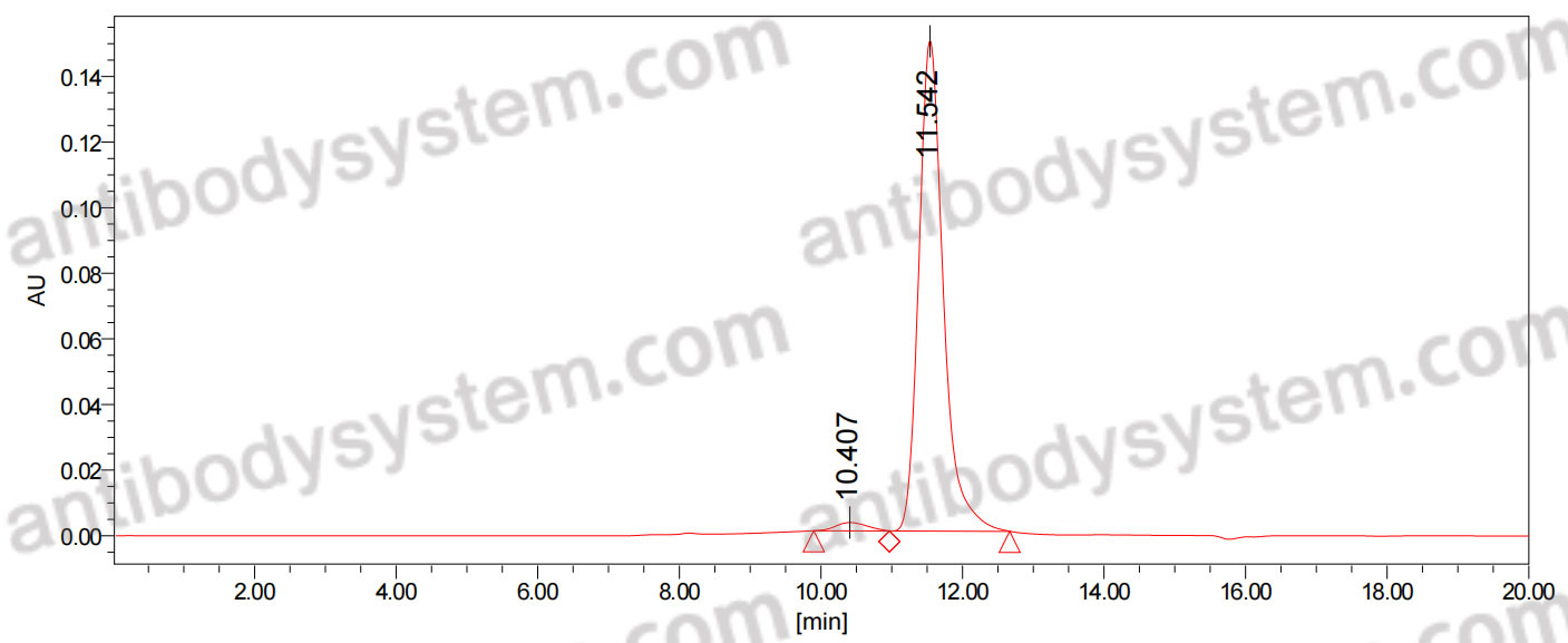 Anti-Human FOLH1/PSMA Antibody (J591)